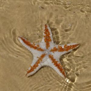 starfish-on-beach